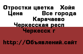 Отростки цветка  “Хойя“ › Цена ­ 300 - Все города  »    . Карачаево-Черкесская респ.,Черкесск г.
